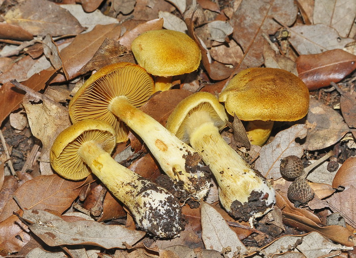 Cortinarius sp.